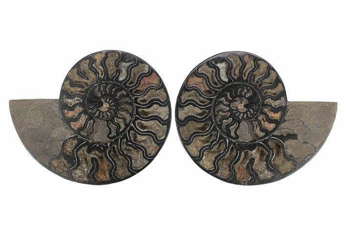 Cut & Polished Ammonite Fossil - Unusual Black Color #244958